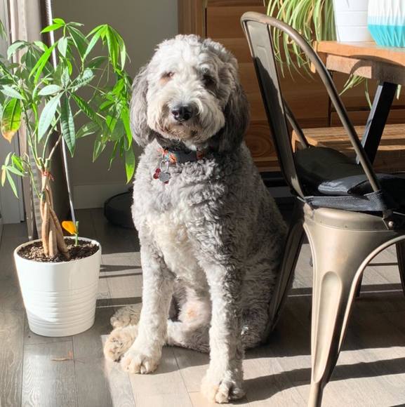 Meet your Posher, Robin - Picture 1 of 1